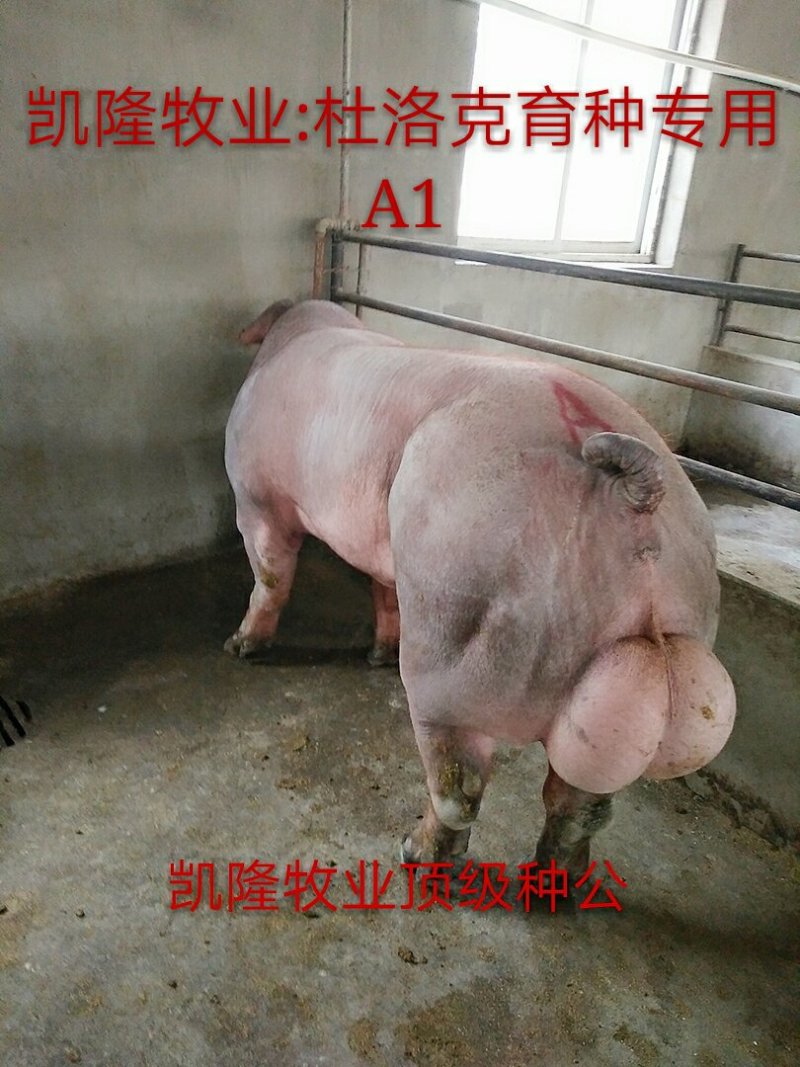 新美系种猪