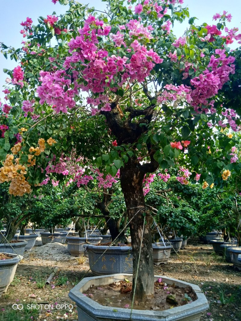 多色三角梅叶子花盆景绿化首长