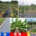 全新料防草地布除草保湿透气透水保用3~5年厂家直销