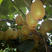 精品黄心猕猴桃，奇异果基地直发量大从优保质保量售后保障
