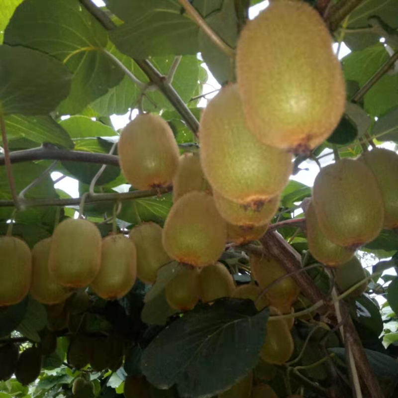精品黄心猕猴桃，奇异果基地直发量大从优保质保量售后保障