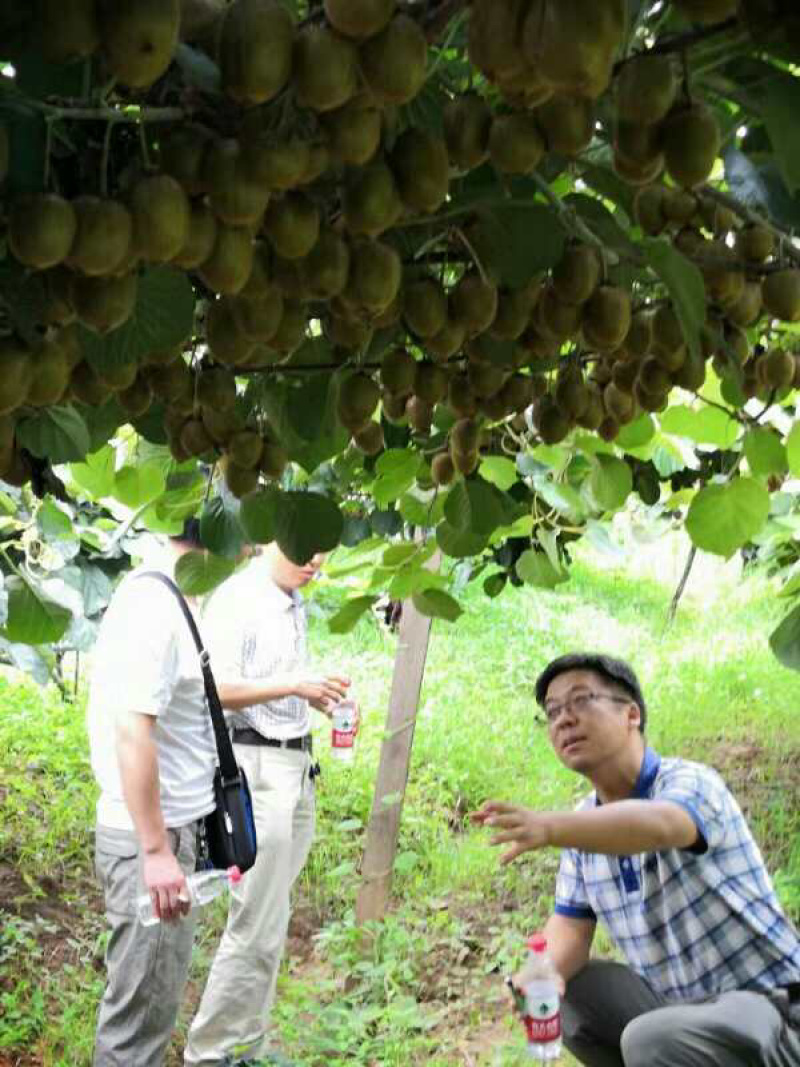 精品徐香猕猴桃奇异果基地直发量大从优保质保量售后保障