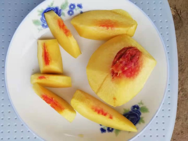 锦绣黄桃出售