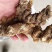 西藏野统八角连大货含量达标