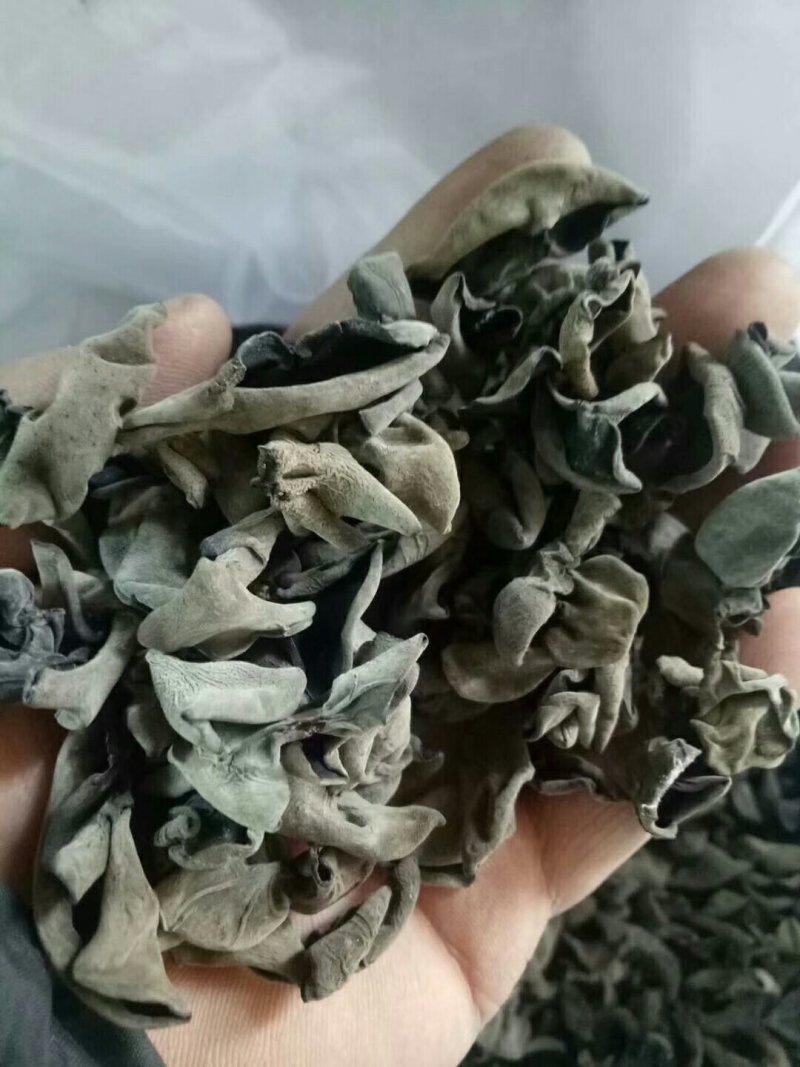 东北木耳