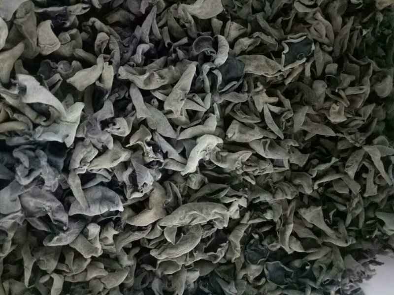 东北木耳
