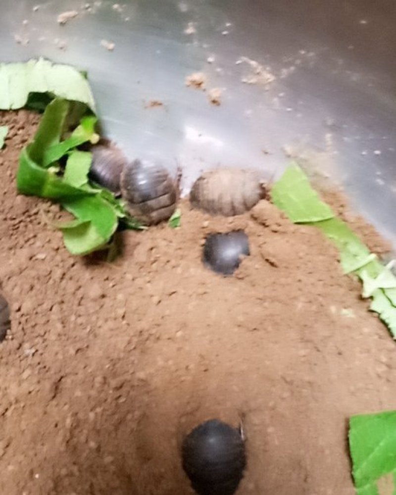 土元