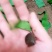 土元