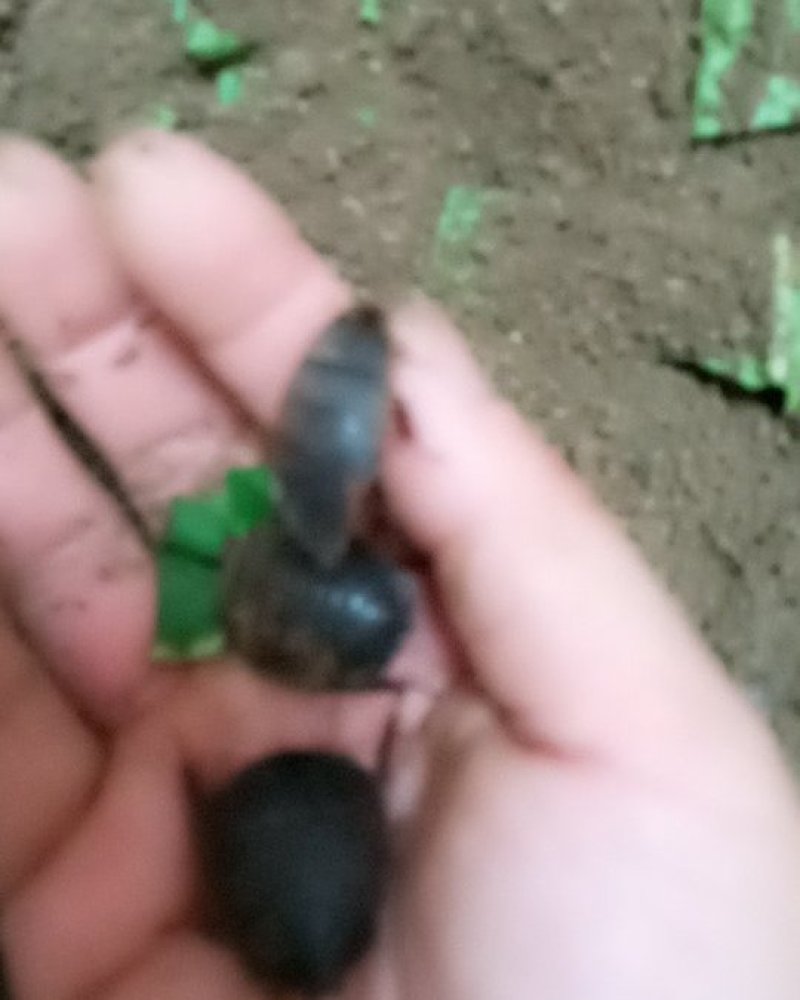 土元