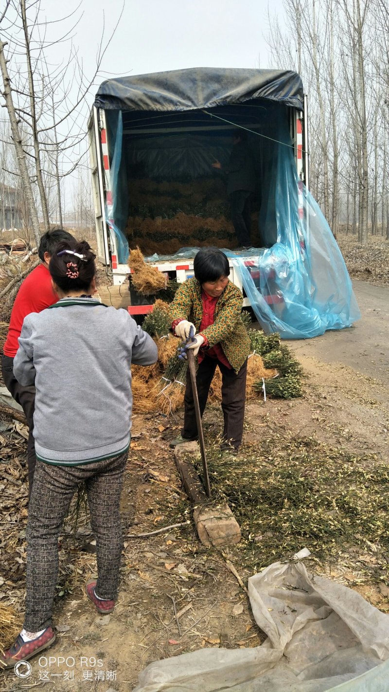 枸橘苗，嫁接蜜橘，篱笆围墙用枸橘苗基地直销