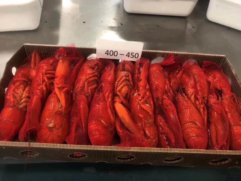 波士顿龙虾节日礼盒必备澳洲龙虾