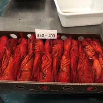 波士顿龙虾节日礼盒必备澳洲龙虾