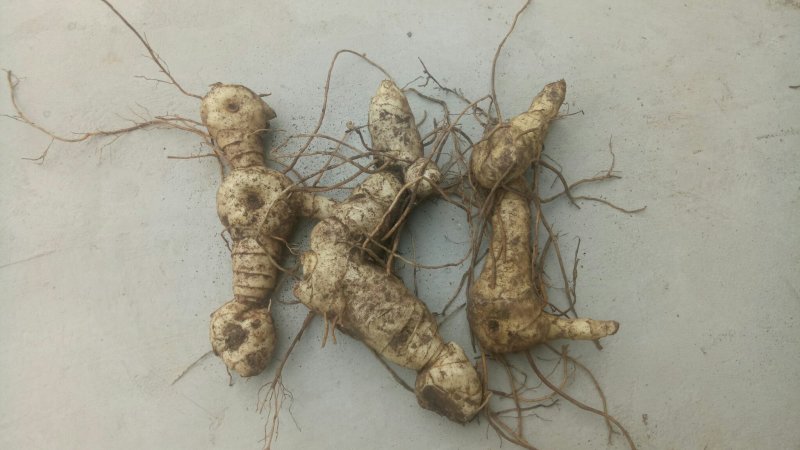 黄精鸡头黄精老虎姜新鲜大黄精