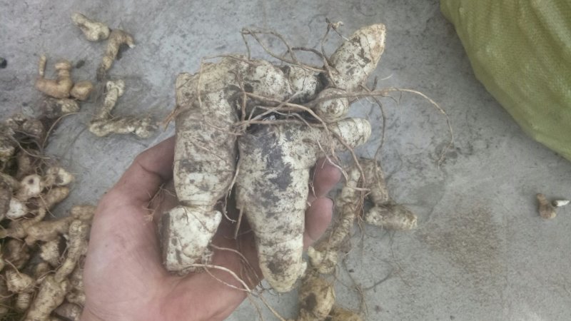 黄精鸡头黄精老虎姜新鲜大黄精