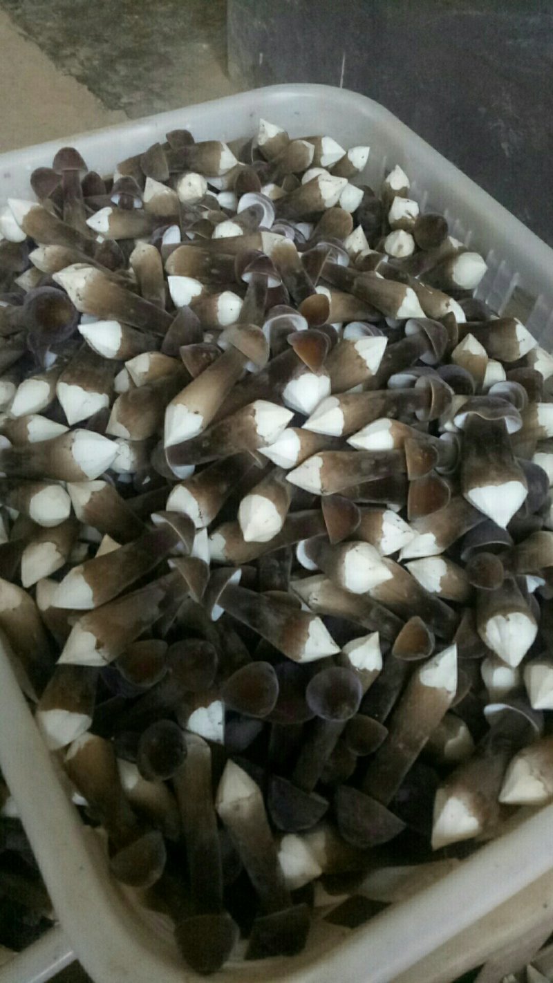 黑皮鸡枞，有需要的联系，