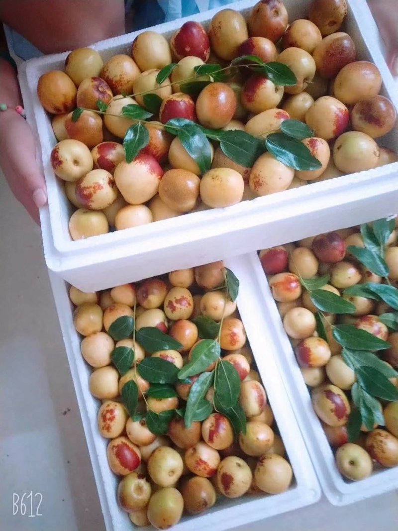 大荔冬枣