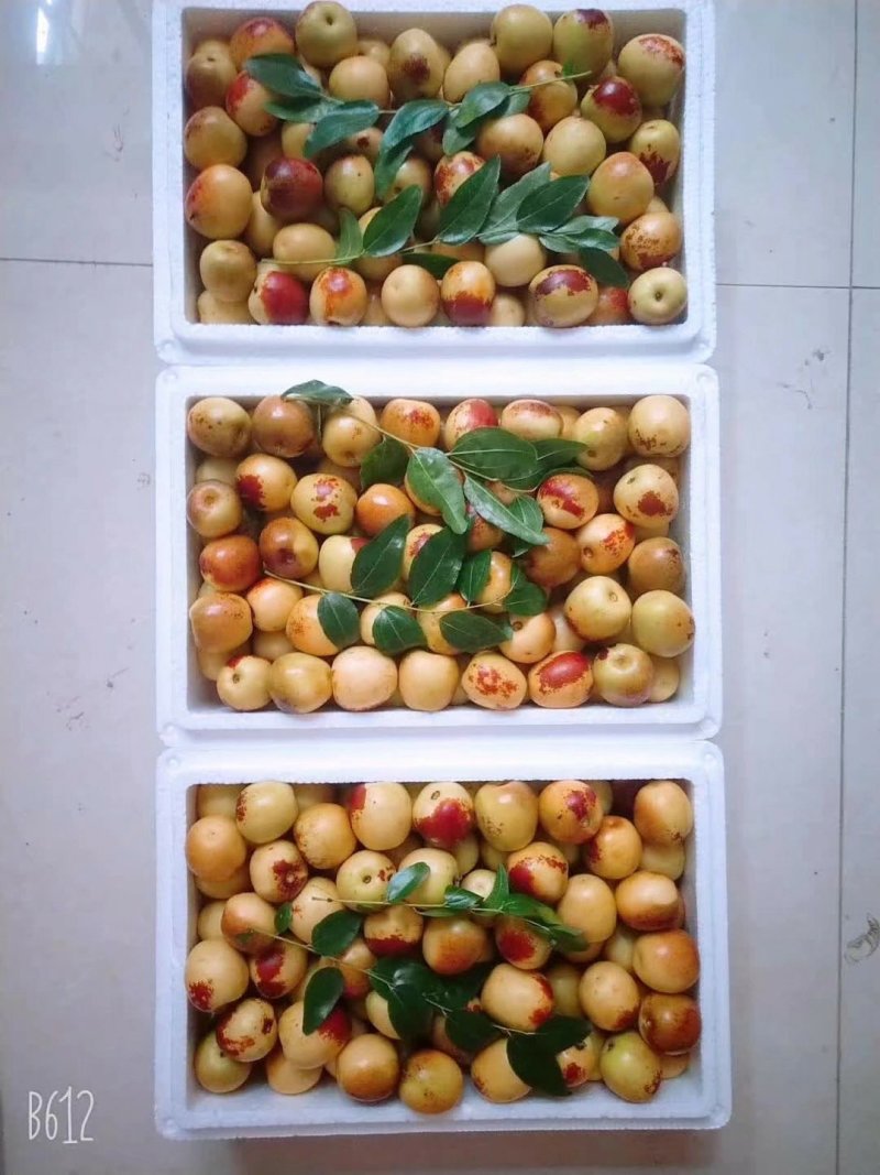 大荔冬枣