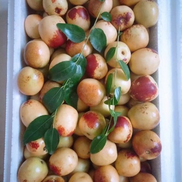 大荔冬枣