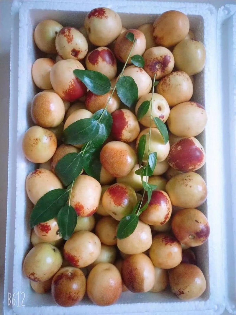 大荔冬枣