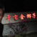 正宗海南椰子金椰孕妇水果欢迎老板合作可大量现货供应