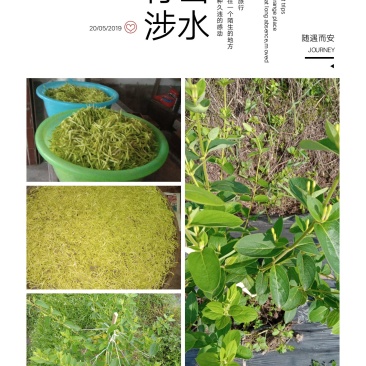 洪雅月儿山金银花