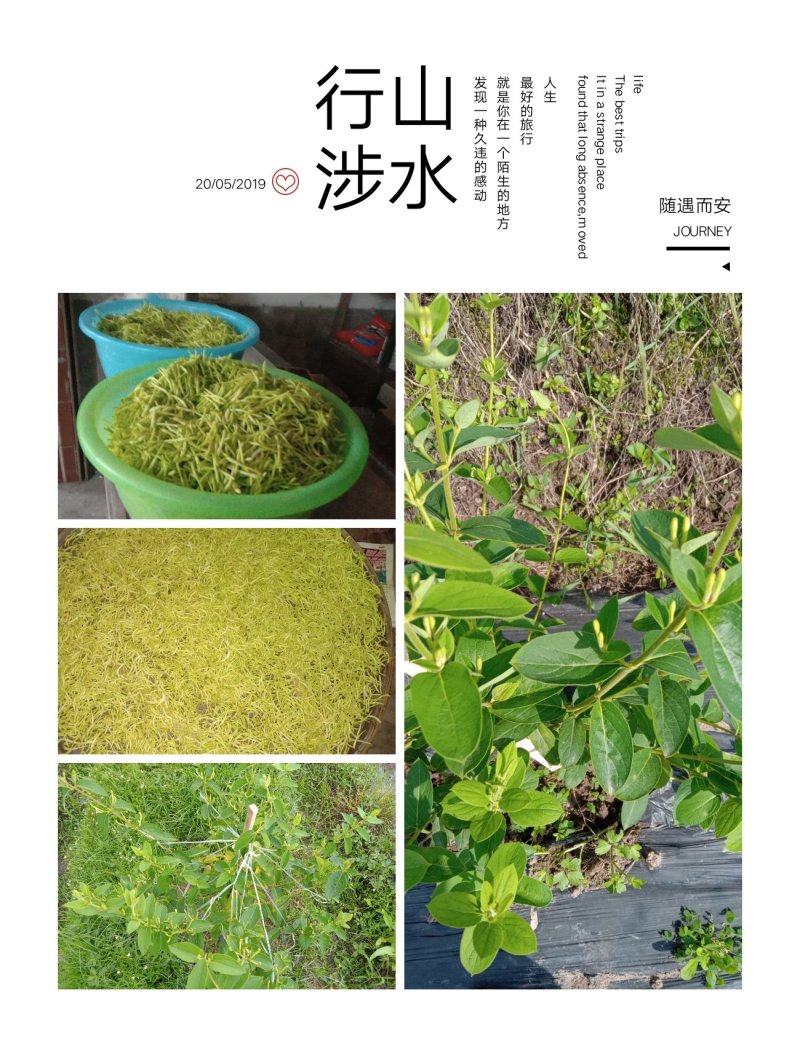 洪雅月儿山金银花