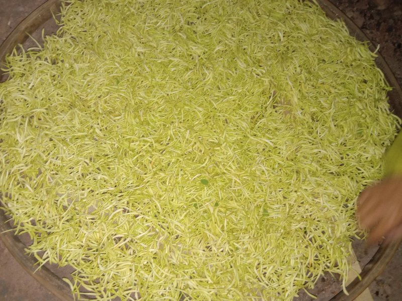 洪雅月儿山金银花