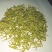 洪雅月儿山金银花