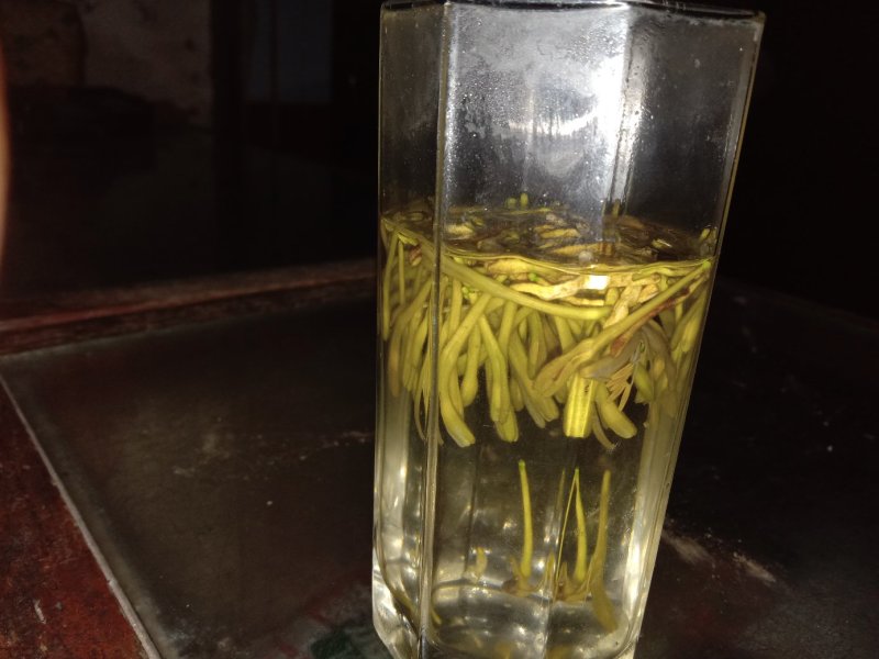 洪雅月儿山金银花