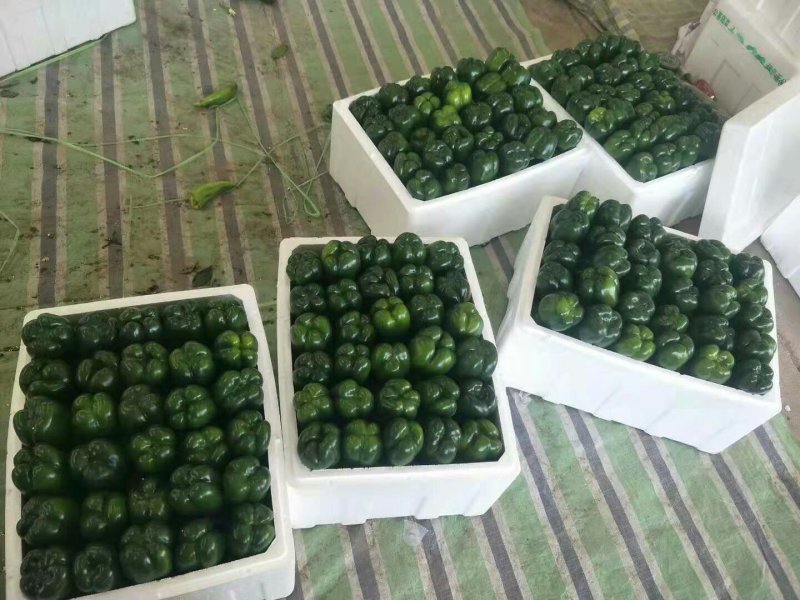 太空椒.青椒.鲜辣椒.上市。产地直供质量好.