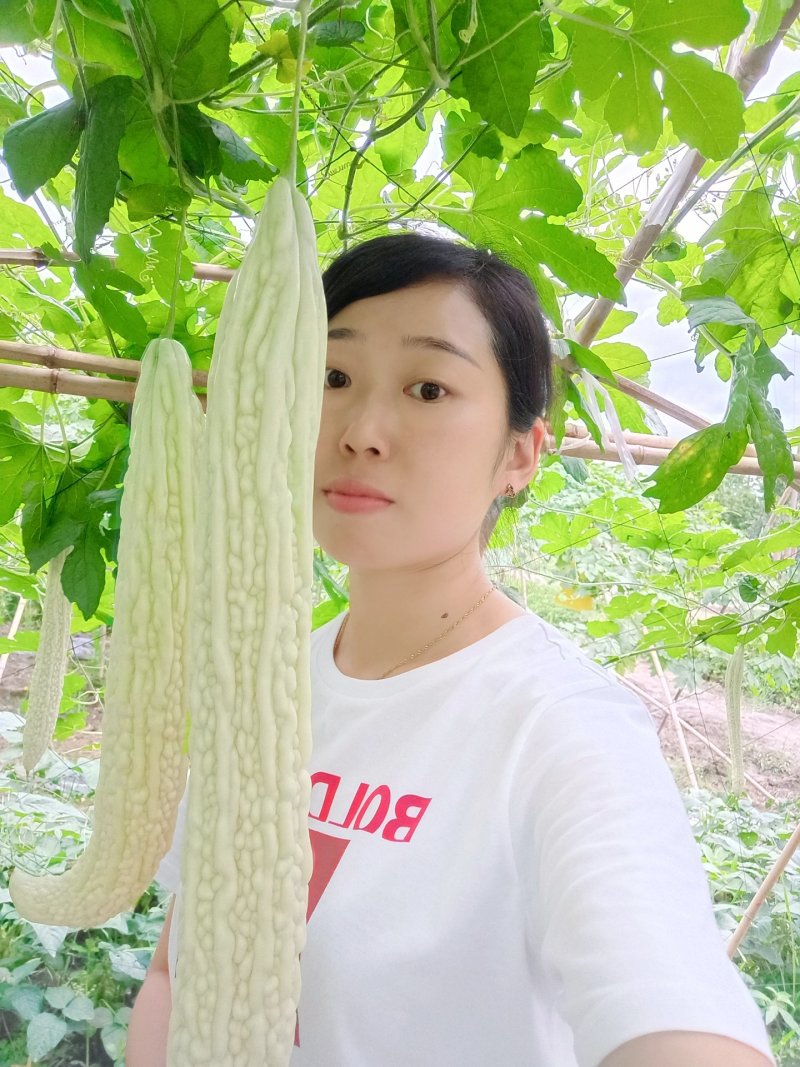 苦瓜茶