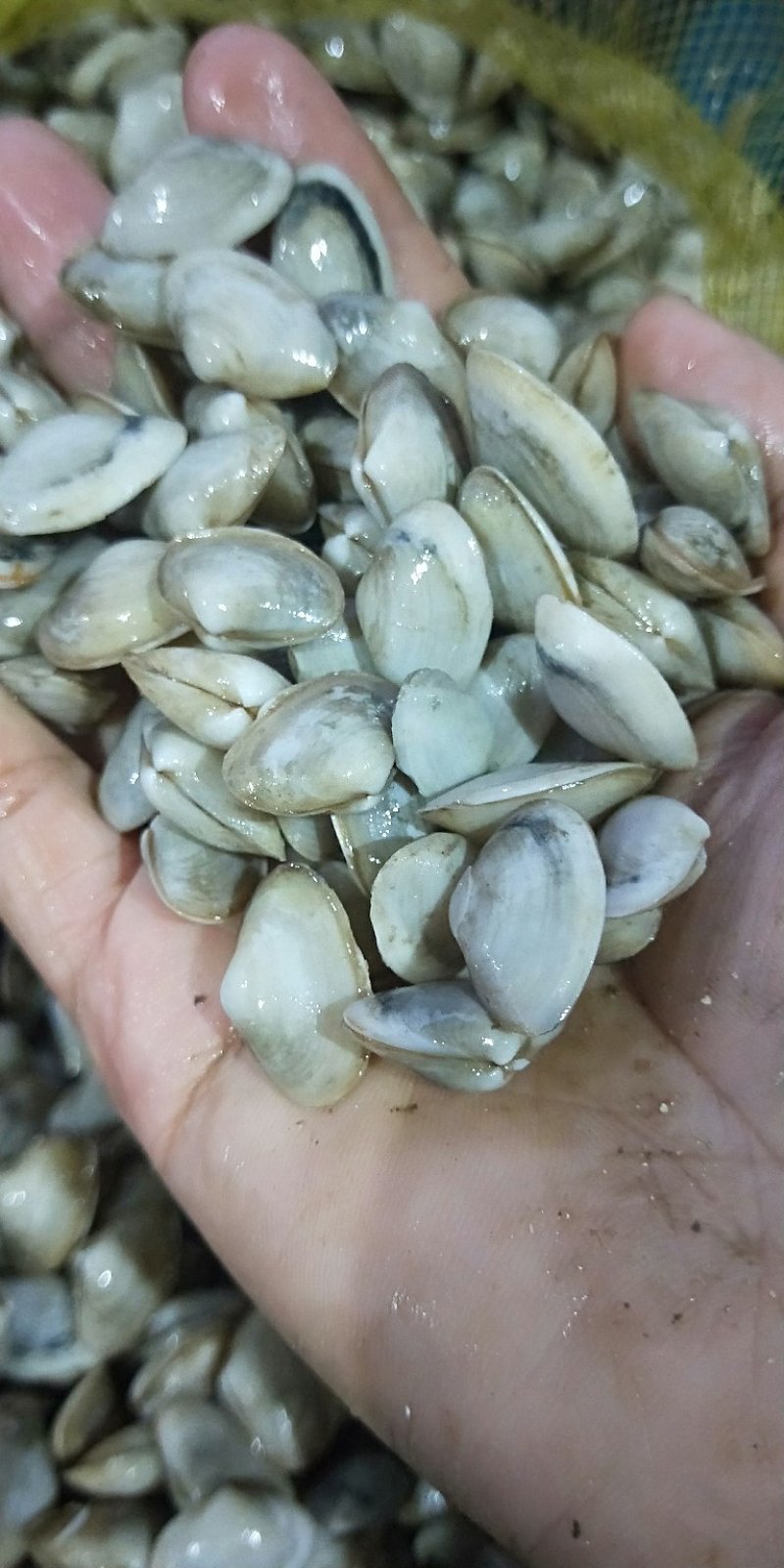 海瓜子白瓜子连云港特产海鲜贝类新鲜鲜活海瓜子海沙子小蛤