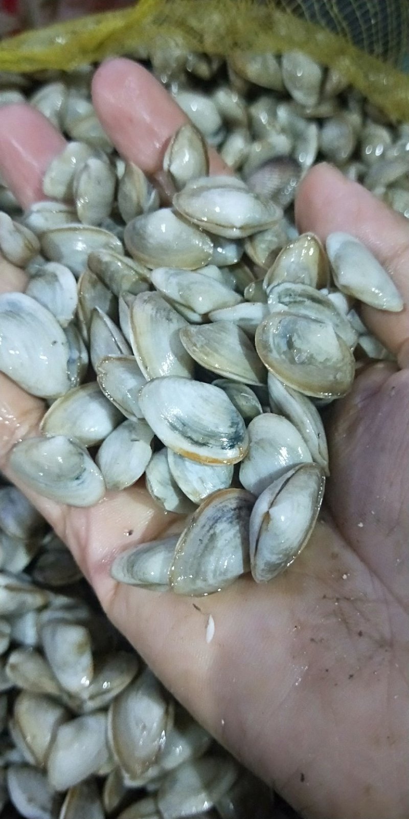 海瓜子白瓜子连云港特产海鲜贝类新鲜鲜活海瓜子海沙子小蛤