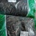 骨碎补肉碎补干货骨碎补干农家初选农副产品