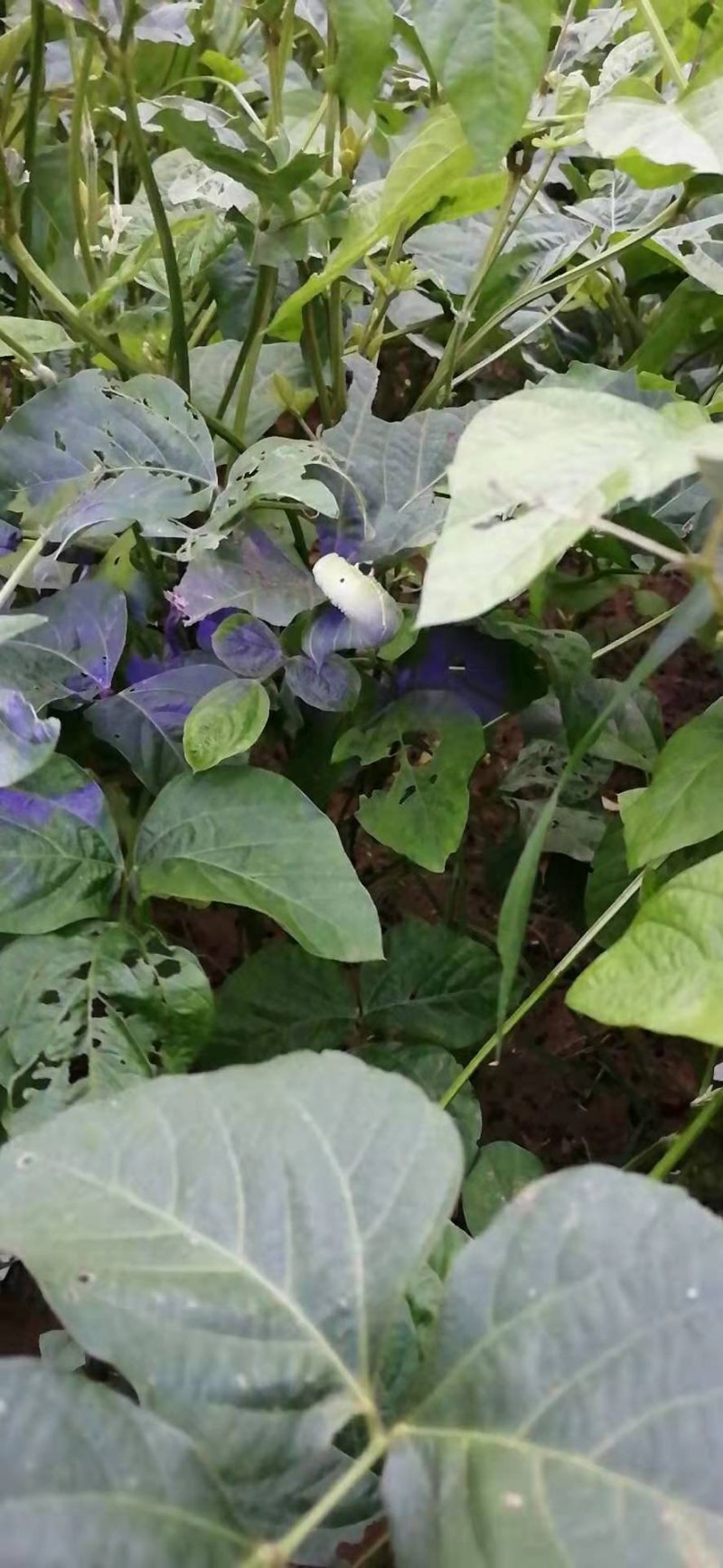 豆丹