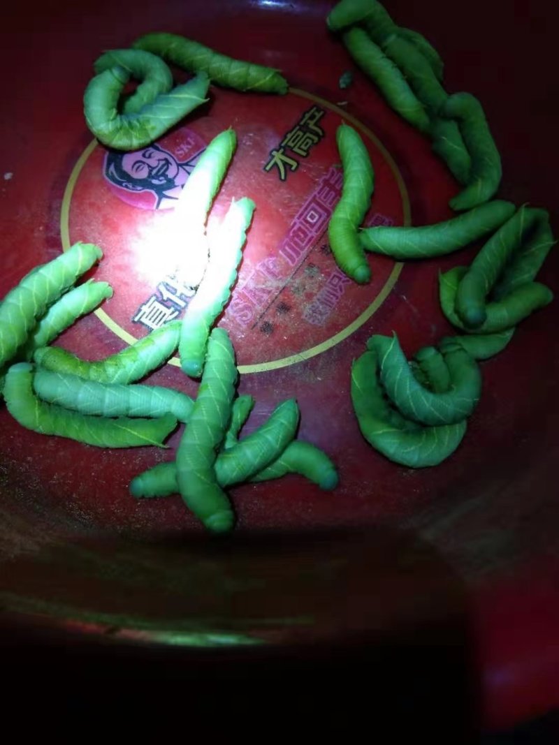 豆丹