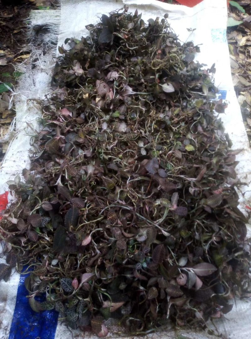 广东省韶关市本地野生金线莲保质保量视频看货价格来电详谈