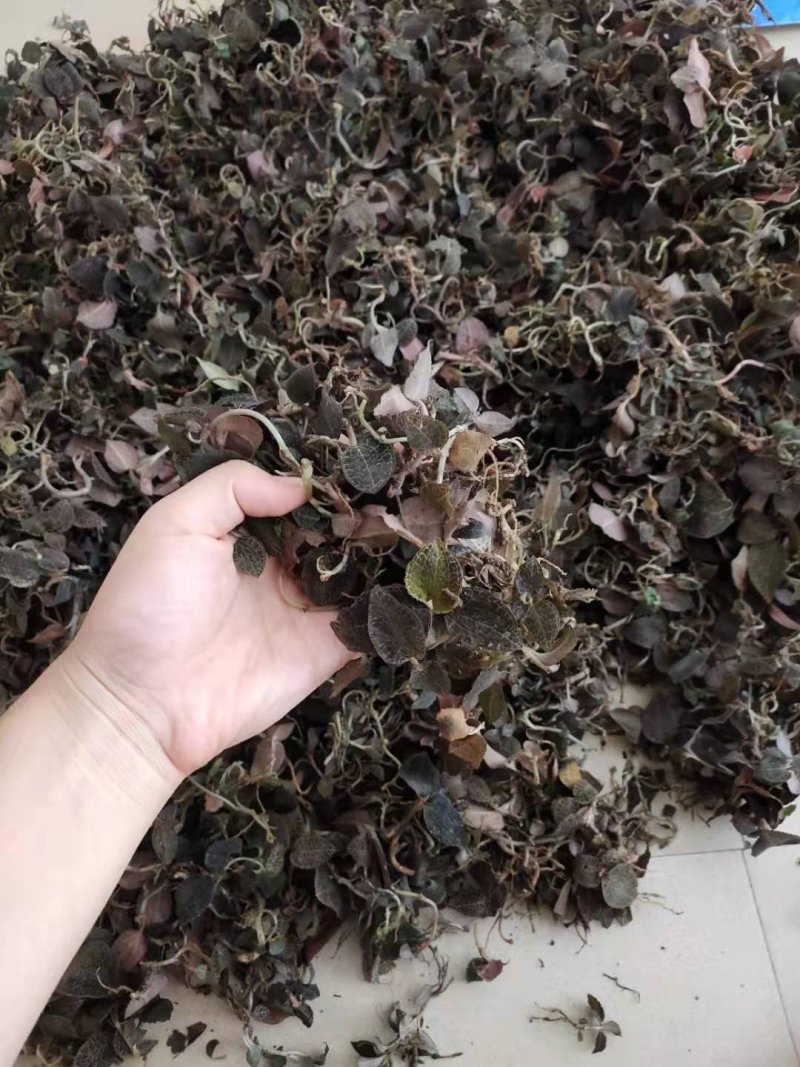 广东省韶关市本地野生金线莲保质保量视频看货价格来电详谈