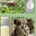 云南大叶种白牡丹（500克两盒），纯正的一芽一叶