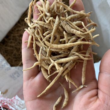 太子参中统，太子参粉，产地直销，一手货源