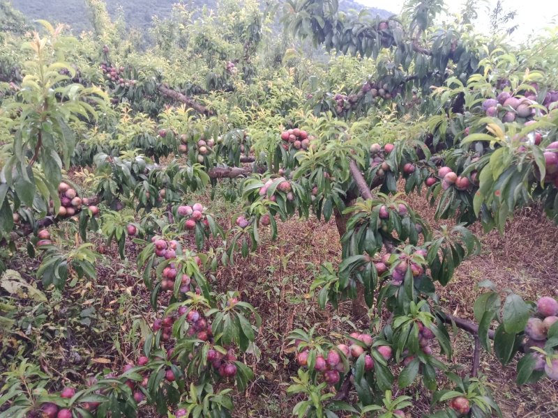 脆红李