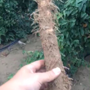 棒药，口感好，条形好，圆滚直流白