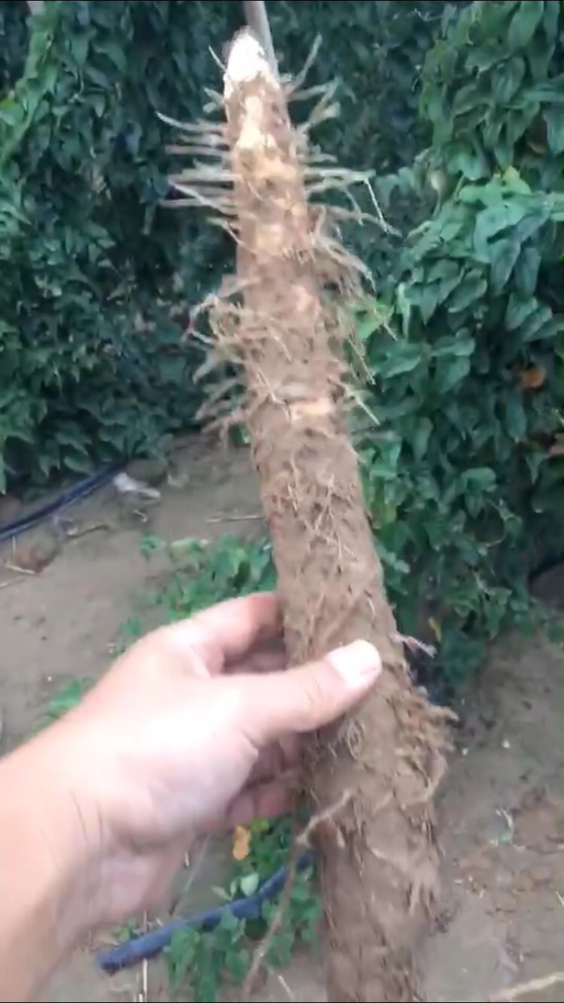 棒药，口感好，条形好，圆滚直流白