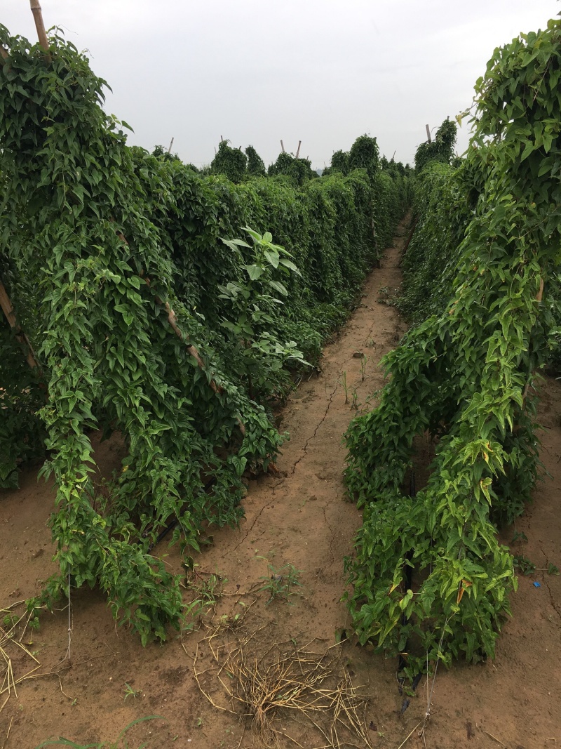 棒药，口感好，条形好，圆滚直流白