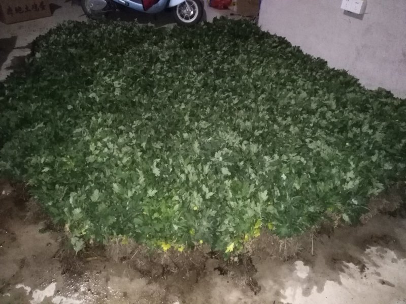 大量批发金丝皇菊苗/免费技术指导