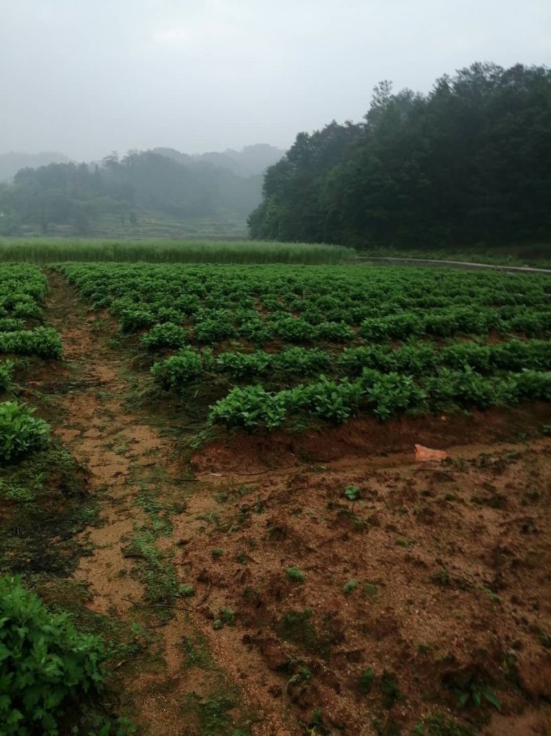 黄山基地大量批发金丝皇菊苗，免费提供技术指导，包回收