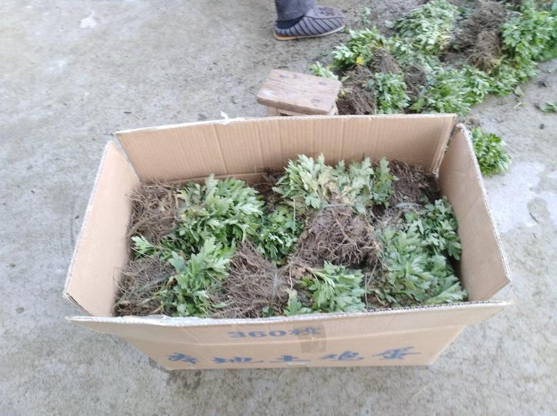 黄山基地大量批发金丝皇菊苗，免费提供技术指导，包回收