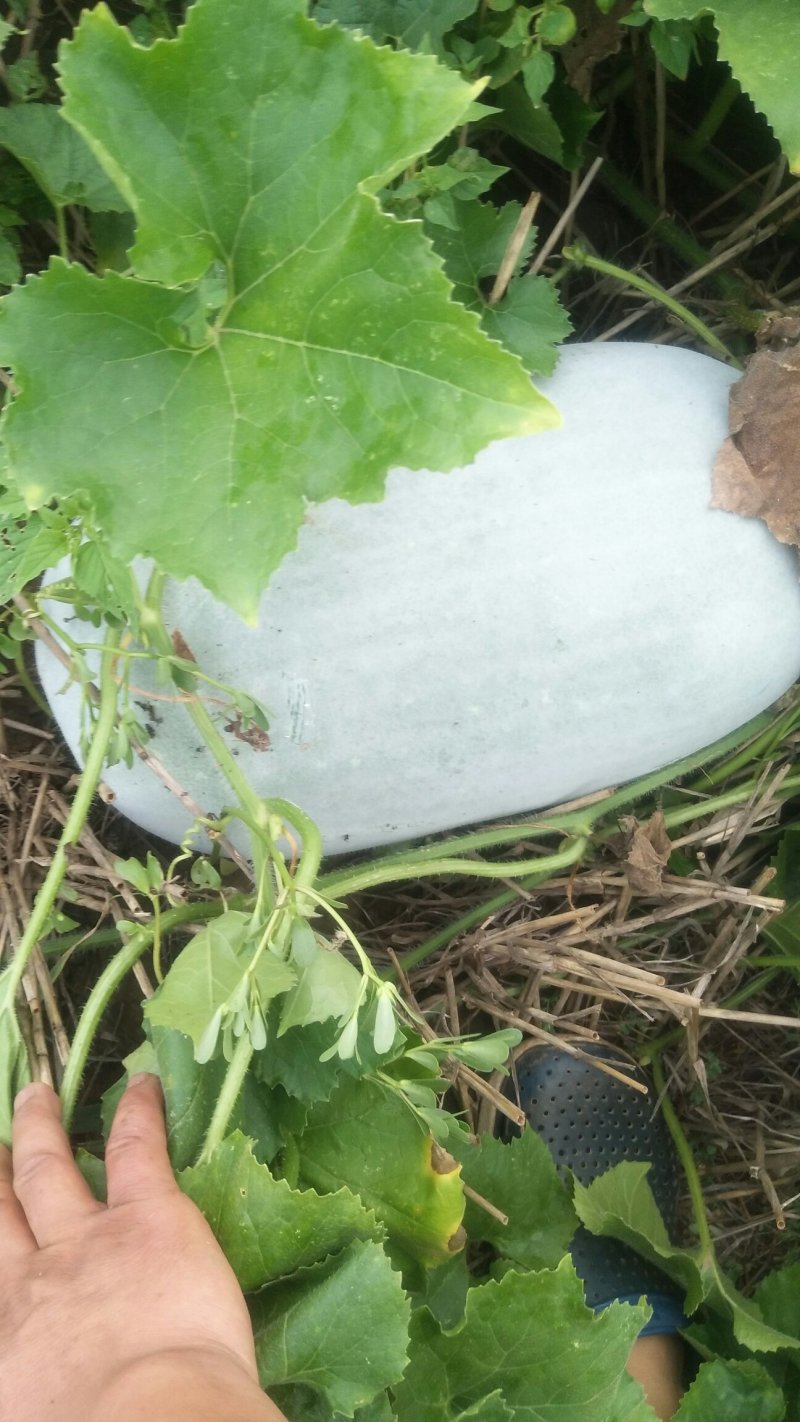 海南冬瓜王圆桶型白皮冬瓜口感好价格实惠产地直发欢迎联系