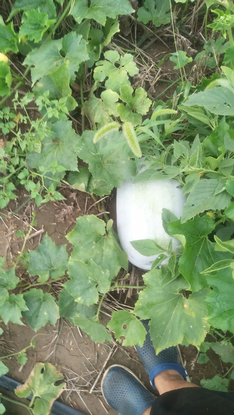 海南冬瓜王圆桶型白皮冬瓜口感好价格实惠产地直发欢迎联系
