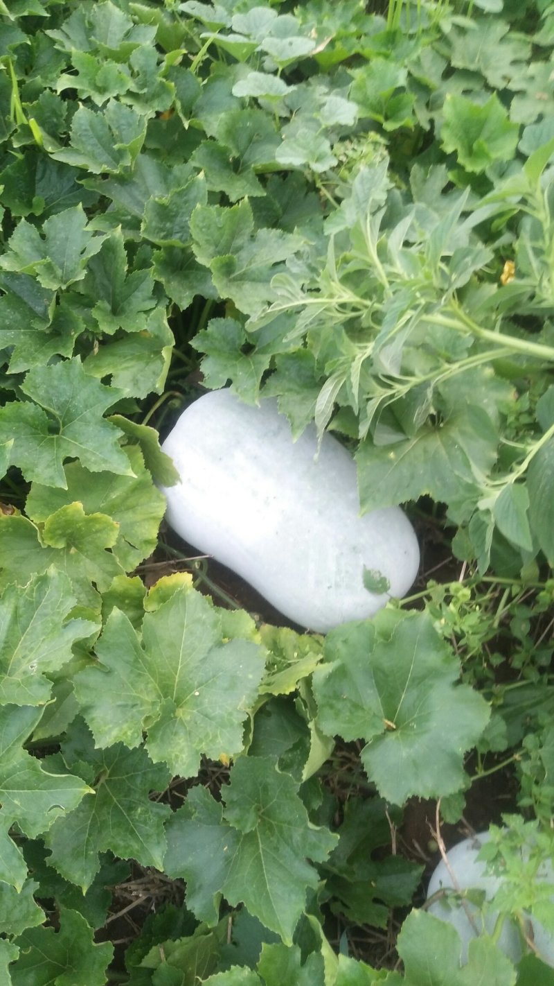 海南冬瓜王圆桶型白皮冬瓜口感好价格实惠产地直发欢迎联系